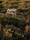 Playful Utzon Stool by architect Jørn Utzon featuring expressive organic design for Fritz Hansen